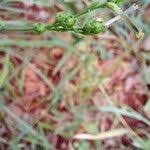 Image result for Schwenckia