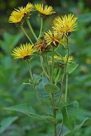 Image result for Inula