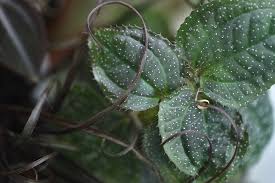 Image result for Calvoa