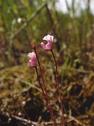 Image result for Utricularia appendiculata