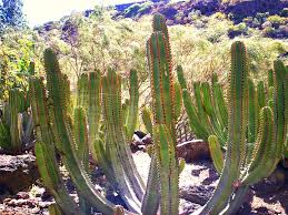 Hours, address, jardin botanico reviews: Jardin Botanico Viera Y Clavijo Gran Canaria S Botanic Garden