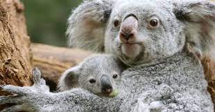 Posted on december 5, 2020 february 21, 2021 by noelle m. What Is The Name For A Baby Koala Trivia Questions Quizzclub
