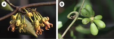 Image result for Artabotrys modestus