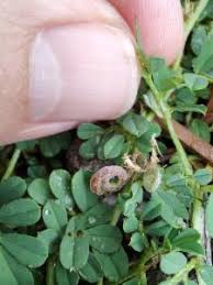 Image result for Indigofera circinella