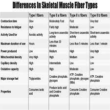 Difference In Muscle Fiber Types Muscle Type I Type Chart
