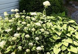 Try This Simple Hydrangea Trick If Your Plants Never Quite Look As Beautiful As You D Like Them T Planting Hydrangeas Beautiful Flowers Garden Hydrangea Garden