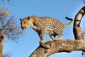 15 Extremely Dangerous Safari Encounters In 2020 Dangerous Animals Bull Elephant Wild Safari