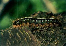 Tent Caterpillar Wikipedia