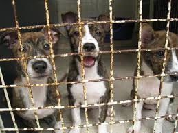 May 26, 2021 · keeping your dog in a well humidified area, preventing their exposure to smoke and other unpurified air as well as decreasing their travel are all other great ways to prevent fido from kennel cough. Kennel Cough Causes Symptoms And Treatment Pethelpful