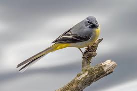 Monatlicher themenbrunch in der bachstelze ob hochzeiten, firmungen, familienfeiern oder events, wir kochen gerne für sie Bachstelze Nest Weibchen Jungvogel Co Plantura