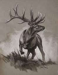bull elk original sketch cerf dessin paysage noir et blanc croquis animaux coloriage pokemon mega upload