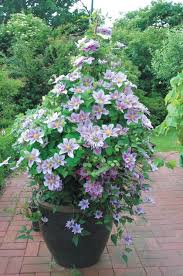 Two sets of flowers grace this stellar performer. Clematis Piilu Friedrich M Westphal Clematiskulturen