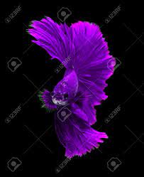 Now, although betta fish come in a huge range of gorgeous colors and with numerous spectacular tail forms, the purple betta fish is something that's prized by enthusiasts right around the world. Purple Dragon Siamese Fighting Fish Betta Fish Isolated On Black Stock Photo Picture And Royalty Free Image Image 57506136