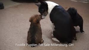 We did not find results for: Puppies For Sale In Amish Country Ohio 07 2021