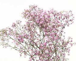 Baby breath flowers in spanish. Baby S Breath Hot Pink Charlotte Flower Market