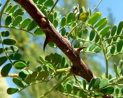 Image result for Acacia goetzei