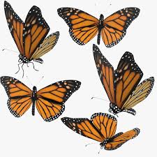 Di dalam akuntansi, istilah accrual basis dan cash basis adalah merujuk pada dasar yang digunakan untuk membuat laporan keuangan. Butterfly Pose Effects Butterfly Pose Effects 14 Butterfly Pose Time Yoga Poses Febri Andika
