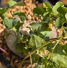 Image result for Dioscorea sylvatica