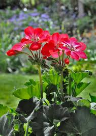 If you are new to gardening, this process will take time, patience, and trial and error, but the rewards are well worth it. Geranium Care In Spring Summer And Winter