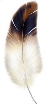 Brown And White Feather Clipart Feather Drawing Feather Painting Feather Art