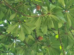 Mamey Sapote Information And Facts