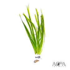 Image result for Vallisneria spiralis