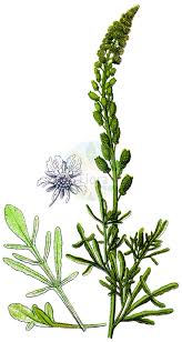 Image result for Resedaceae