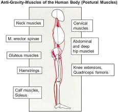 Choose from 500 different sets of flashcards about neck muscles human anatomy shoulder on quizlet. Skeletal Muscle Springerlink