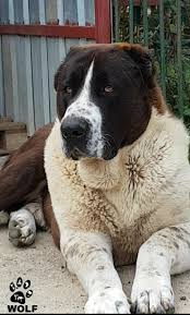 It originated in central asia`s countries of kazakhstan, kirgistan, turkmenistan, uzbekistan andtadzhikistan. Wolf Alabai From Italy Alabai Dog Huge Dogs Giant Dogs