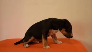 While the miniature bull terrier makes a fine addition to a loving family, this is a breed that needs lots of physical and mental exercise in an environment of constant human companionship. Adonis Miniature Bull Terrier Puppy For Sale Youtube