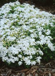Creeping Phlox Phlox Subulata White Delight Hgtv Gardens Hgtv Garden Verticle Garden Growing Food