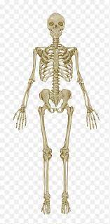 The johns hopkins human anatomy chart series (anatomical chart series). The Skeletal System Anatomical Chart Human Skeleton Human Body Anatomy Bone Skeleton Skeletal System Anatomical Chart Human Skeleton Png Pngegg
