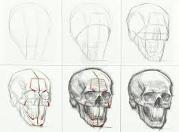 Pin By David Cairns On Anatomy Skulls Drawing Anatomy Art Anatomy Sketches