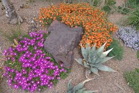 John proffitt ice plant covers the ground with sea kale that makes for a great habitat for pollinators, especially bees, birds and monarch butterflies at the water world water park. Prairiebreak It Don T Get Better Than This Folks The Best Delospermas By Far