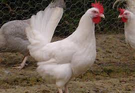 Brown, cream, and pink are not uncommon egg colors with ee. The Top 10 Chicken Breeds That Lay White Eggs