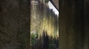 Tok janggut mendapat pendidikan agama di makkah dan mahir dalam bidang ilmu persilatan. Pokok Janggut Adam Youtube