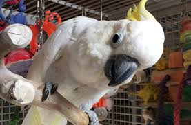 Free delivery on orders over rs: Yellow Crested Cockatoo For Sale Pars Trade Kft