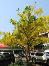 Image result for Fernandoa abbreviata