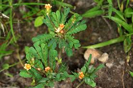 Image result for Biophytum umbraculum