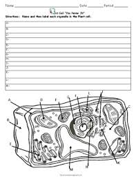 A cell is the basic unit of life in all chromoplasts are diverse, coloured plastids which are accountable for pigment synthesis and. Plant Cell Label And Color Labels Ideas 2019