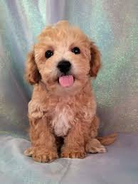 This is a small dog breed with a long, curly coat and a gentle temperament. Bichon Poodles Puppies For Sale Bichon Poodle Breeder In Iowa Bichon Frise Puppy For Sale Yo Chon Puppies Bichon Frise Puppy Bichon Poodle Mix Poochon Puppies