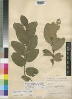 Image result for Ziziphus abyssinica