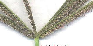 Image result for Eustachys