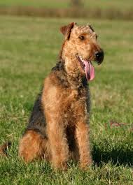 We did not find results for: Airedale Terrier Breed Information History Health Pictures And More