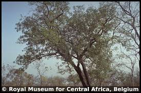 Image result for Quassia undulata