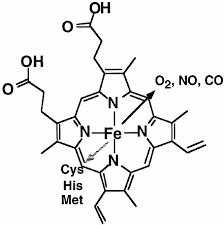 Image result for Heme