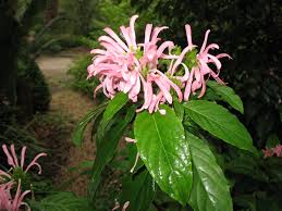 Image result for Justicia carnea