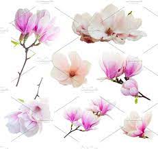 Magnolia Flowers Magnolia Flower Flower Graphic Flowers