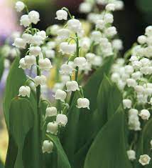 Convallaria Lily Of The Valley 12 Bulbs Lily Of The Valley Longfield Gardens Lily Bulbs
