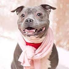 Villalobos pitbull rescue is one of the best rescues in the world. Pin On Pitts In Need For Adoption Please Save One